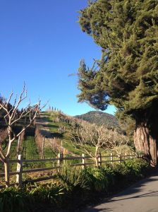 Another beautiful view of the Benziger Family Winery.