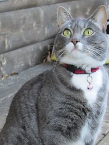Smokey's on the back porch; her head is spinning from watching the birds teasing her!