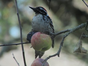Taking a break from apple sauce...