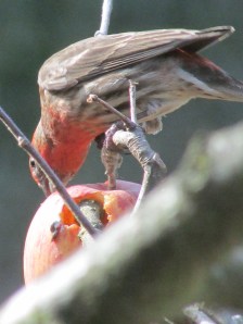 "Peck, peck, peck!" Hmmm...I'm thinking that these apples have actually turned to cider...maybe even HARD cider!