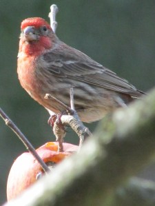 This must be a 'he' because of the colors ... I need to find my "Birds of Sonoma" book to identify for sure!