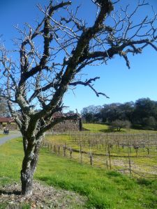 Jack London's dream was to establish a model farm that generations would learn from.