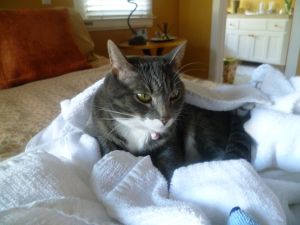 Smokey kept SuzannimalWest company after the 49ers win on Sunday ... she got the royal treatment from Auntie!