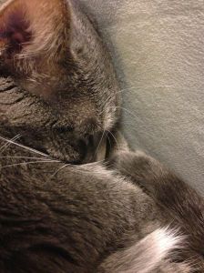 Monochromatic Smokey snuggled in her (my!) chair.