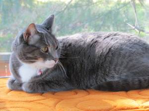 This window gives Smokey a bird's eye view - and there are many, many birds to entertain her!