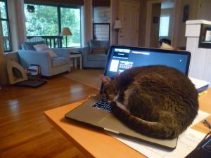 I'm going to have to get her her own computer -- she loves sleeping on whichever of mine is available. Makes it difficult, at times, when I'm using both computers at once!