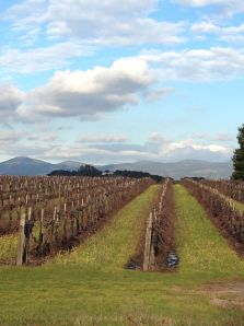 In the Napa Valley ...