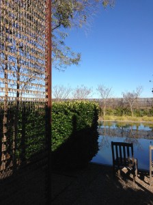 Eucalyptus Soliloquy