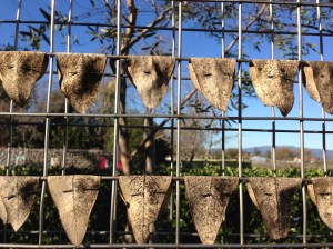 Close up of pinned eucalyptus leaves.