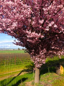 Crabapple trees fiercely in bloom... dee-licious!