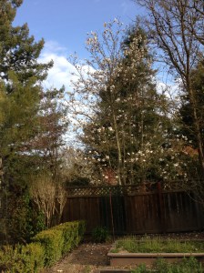 The magnolia tree - and blue sky - from my bedroom window.