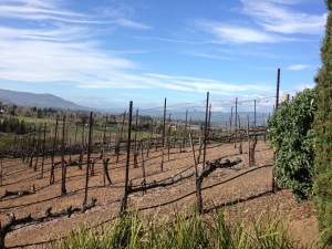 Looking over Viansa's vineyards toward Sonoma. Beautiful.