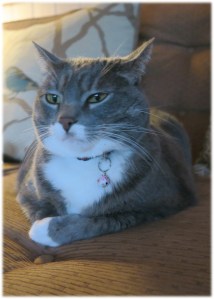Smokey resting on the living room couch. She's back 'home'!