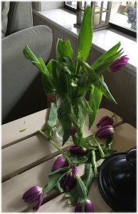 Smokey: 10 Tulips: 0