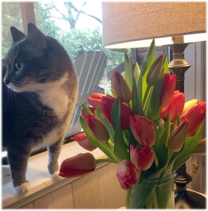 Uh-oh. Smokey has set sight on the tulips.