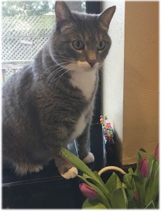 I try to distract her with tulips of her favorite color: purple.